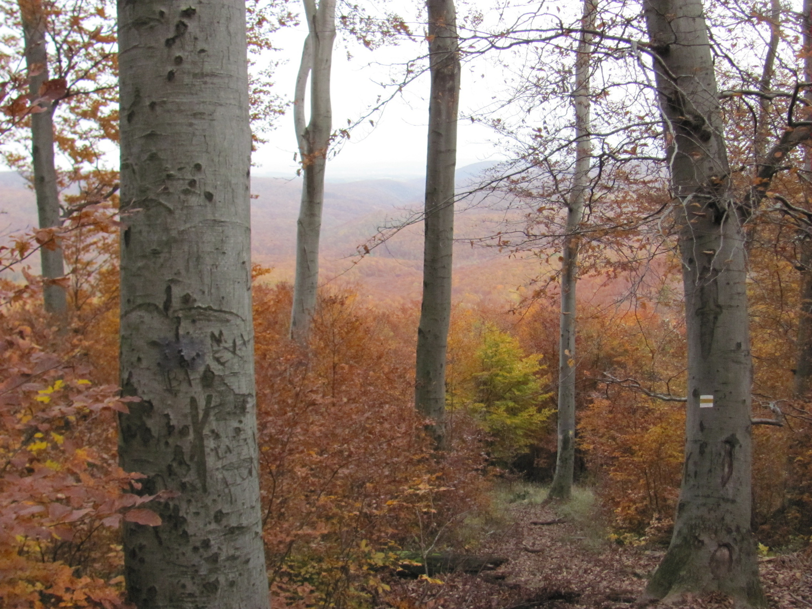 2014.11.08.Mecsek 1000 Teljesítménytúra 160