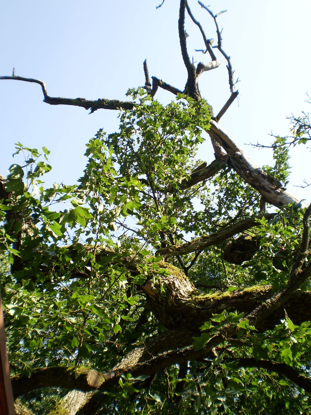 2009.08.12.parád ősjuhar 062