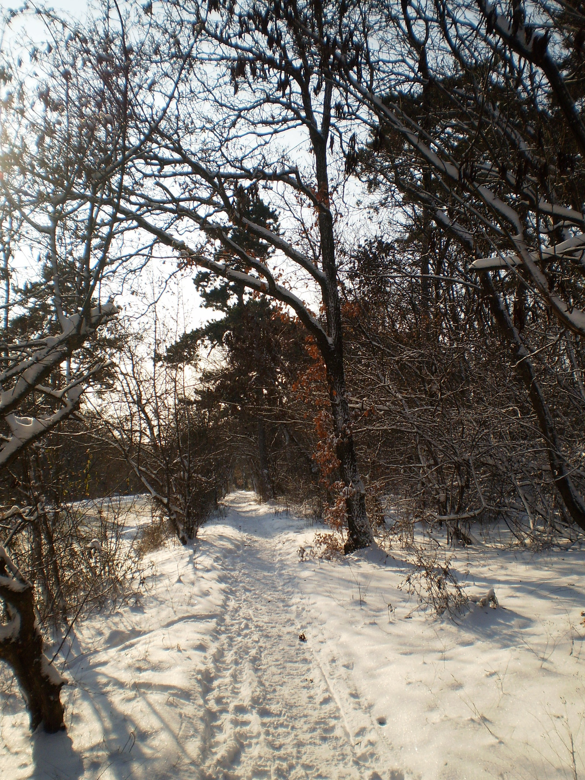 20091220Téli séta a Mecseki parkerdőben 070