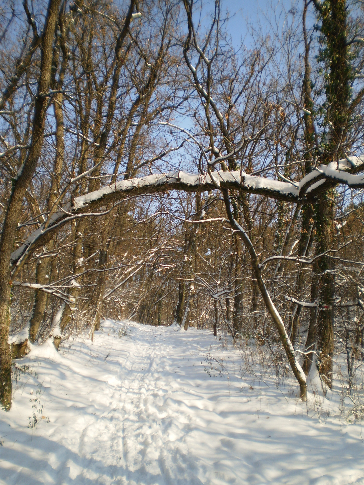 20091220Téli séta a Mecseki parkerdőben 071