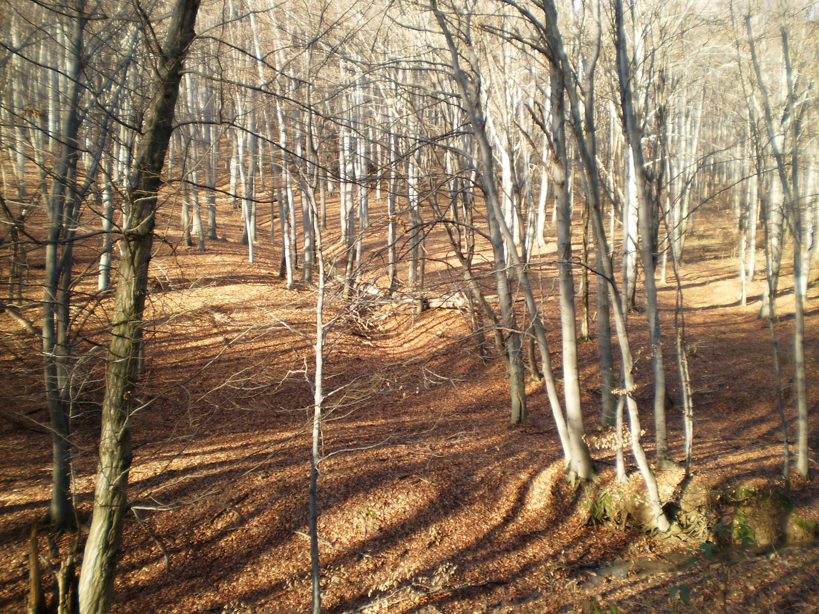 20091226 Jakabhegyi túra 140