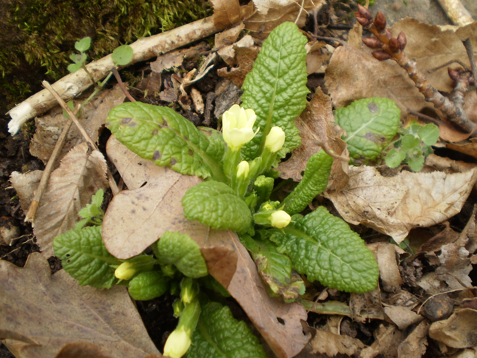 20100307Jakabhegy 012