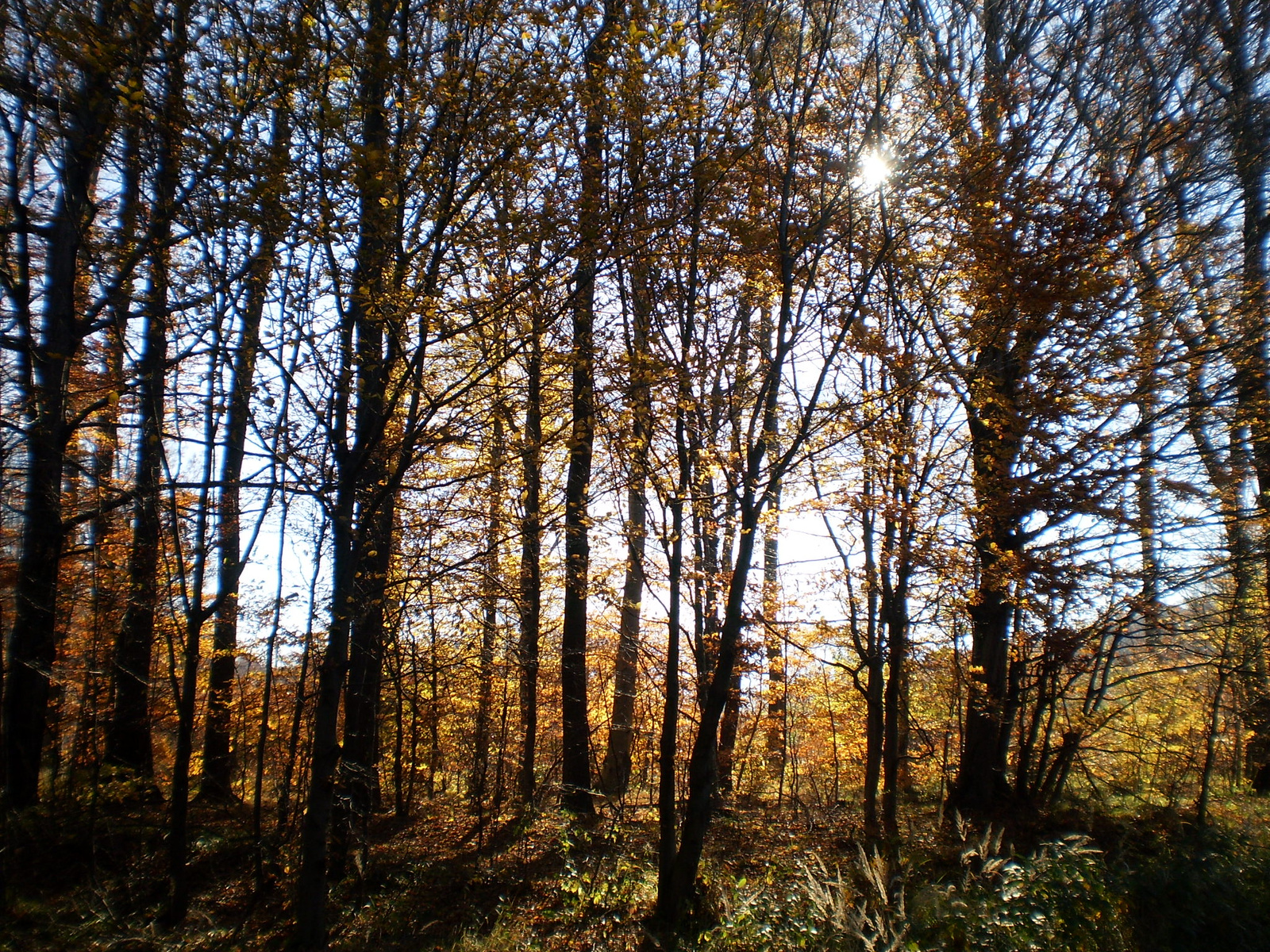 20101030Zobák-Pécsvárad 068