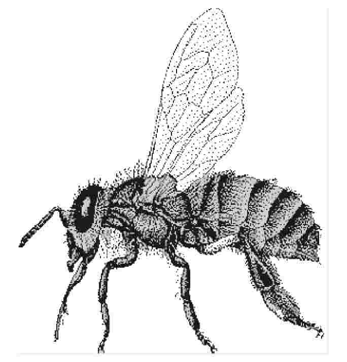 bee