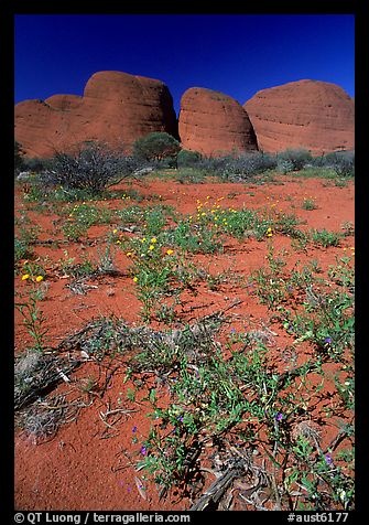 Olgas, mid-day