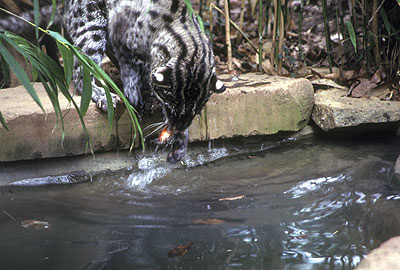 (1691-48)FishingCat