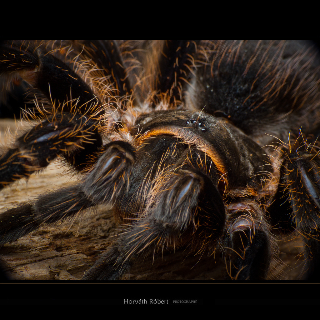 Brachypelma vagans