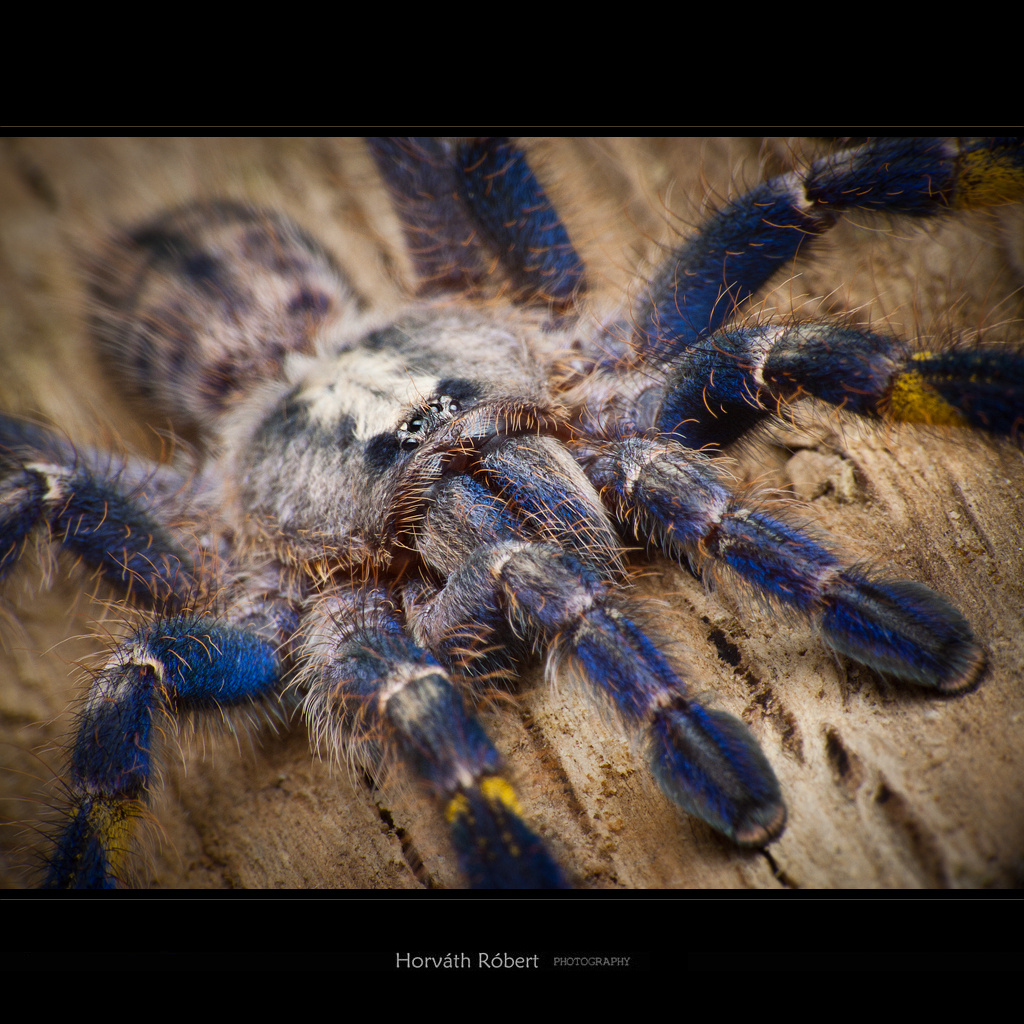 Poecilotheria metallica