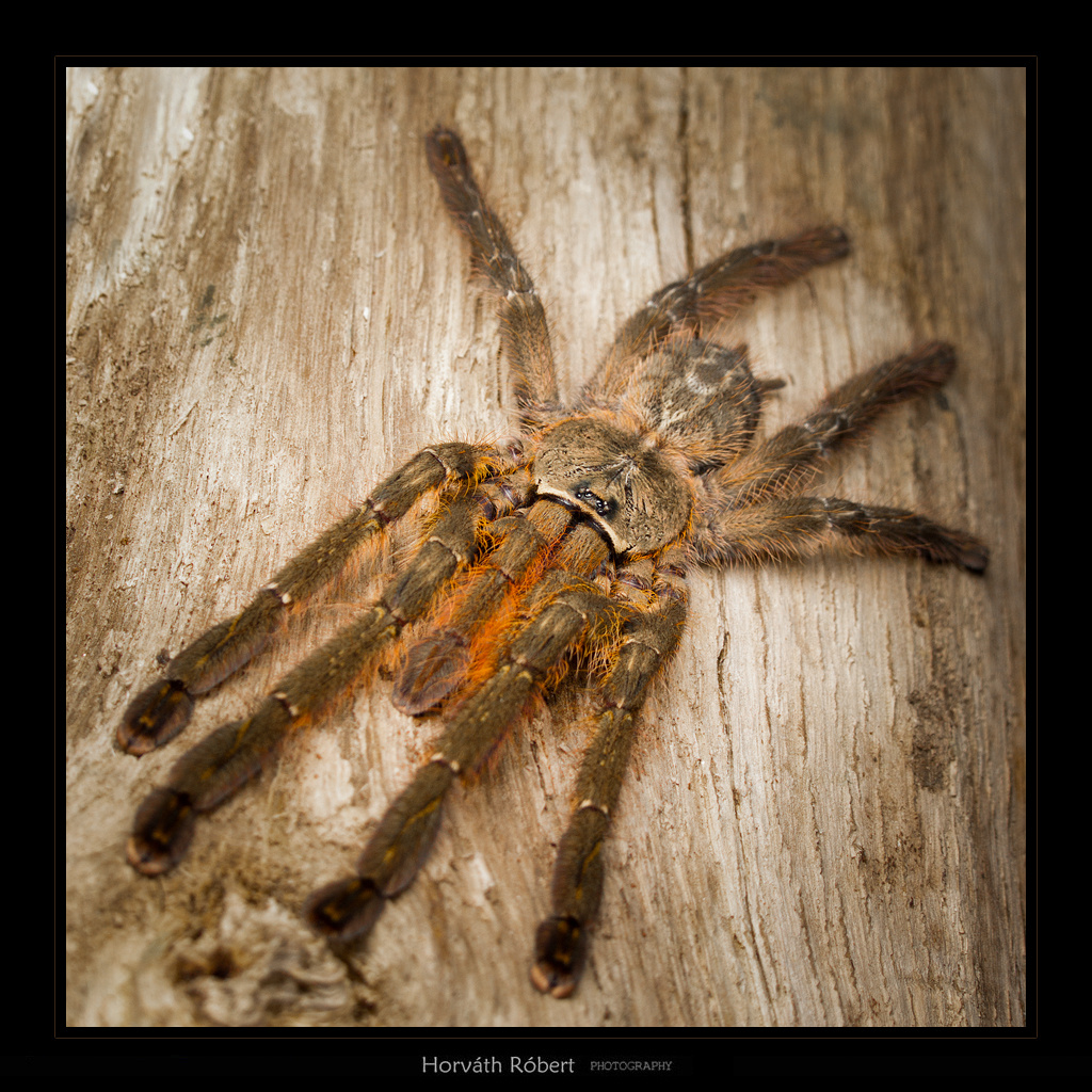 Poecilotheria ornata