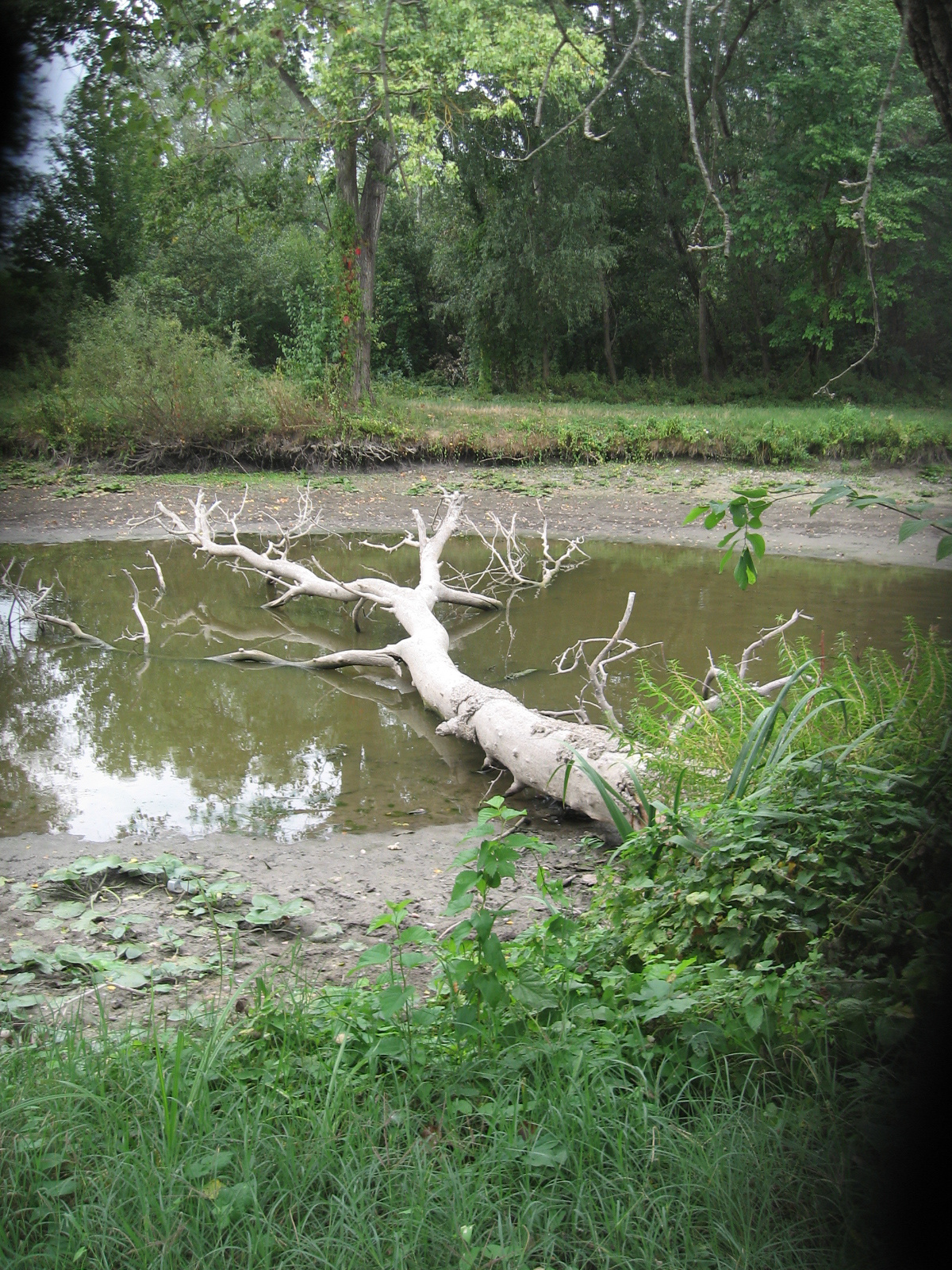 2009.09.17.-Szedres ős-sárvíz 071