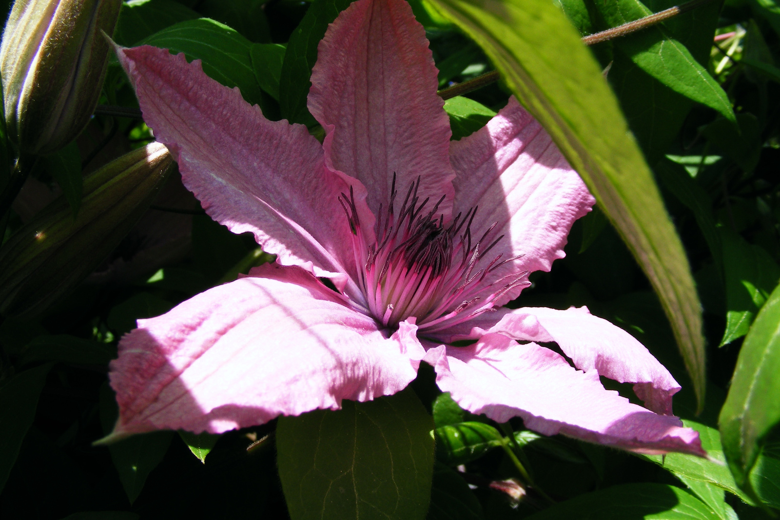 clematis