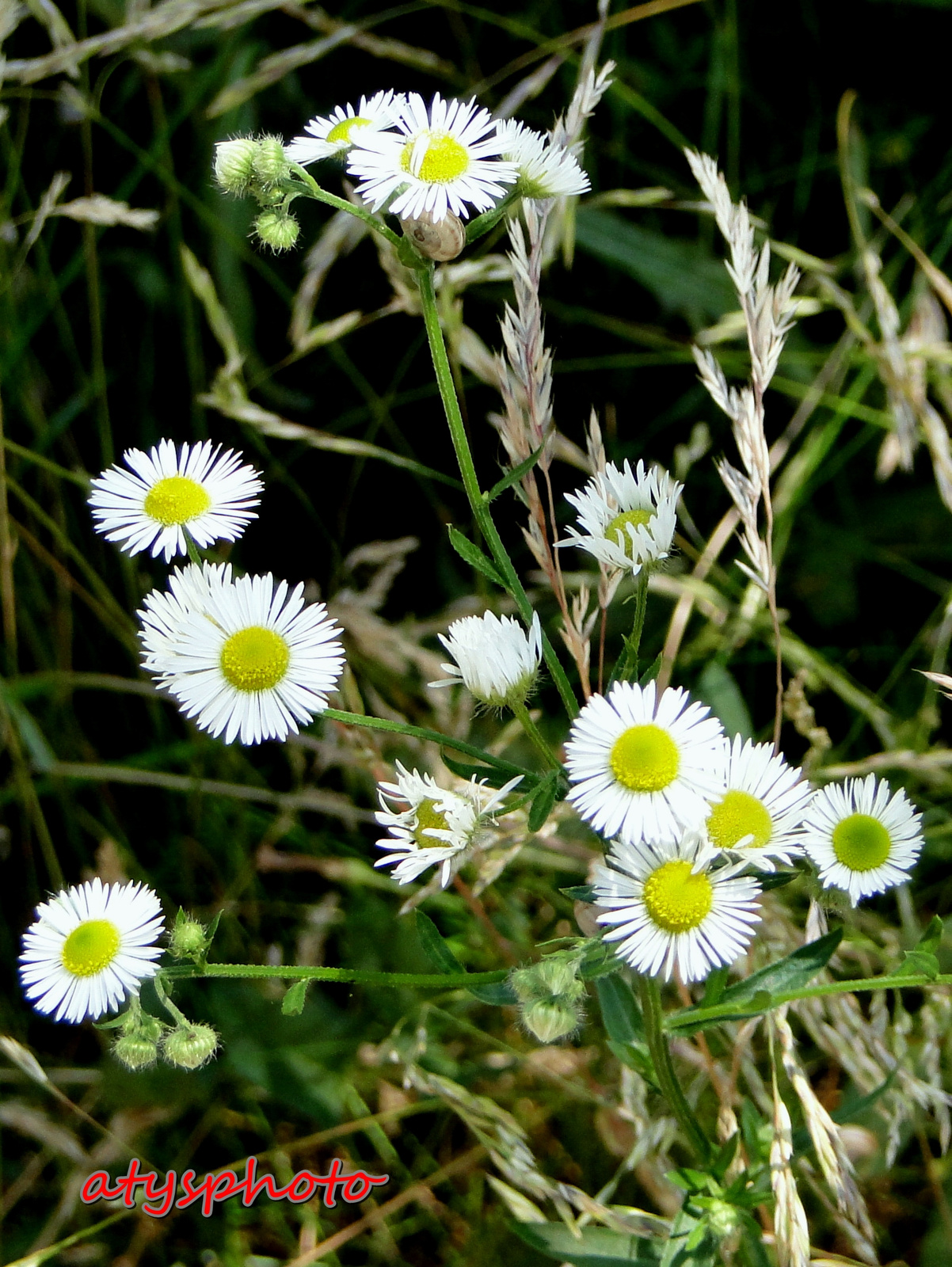 DSC01660 másolata