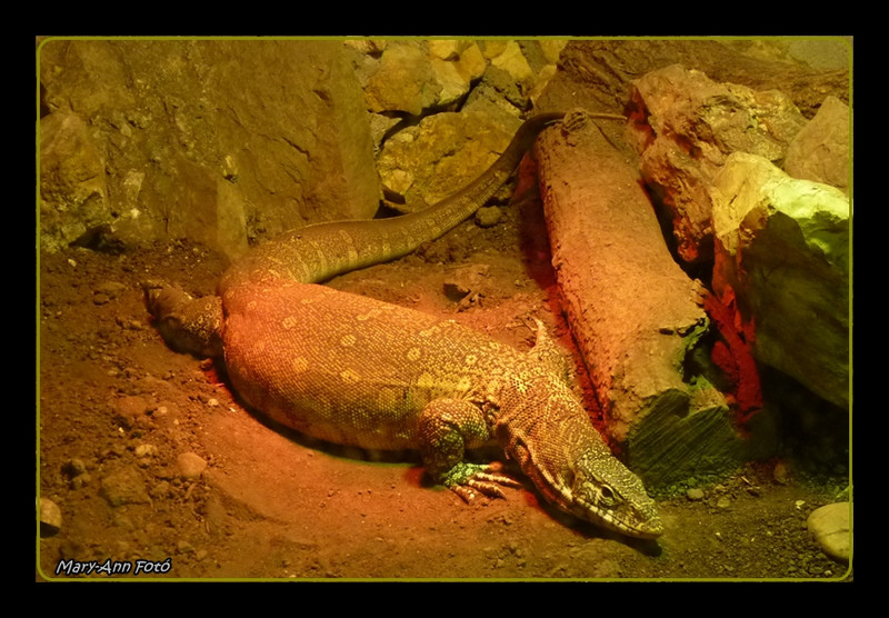 Varanus ornatus