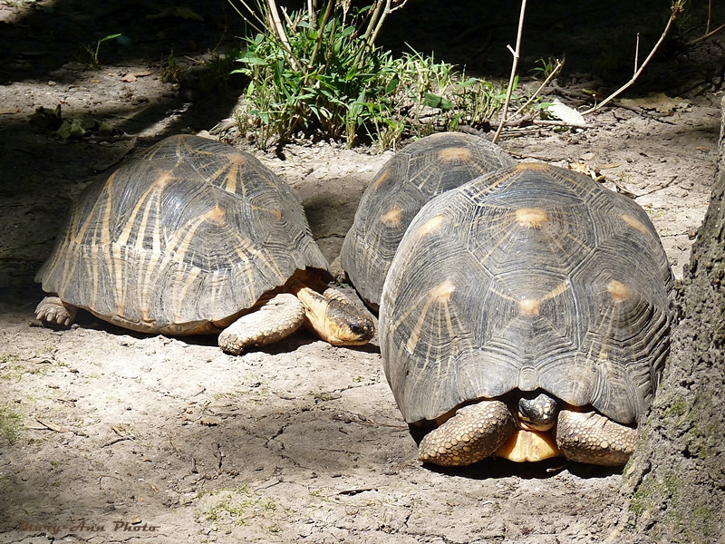 Szegedi Vadaspark 118