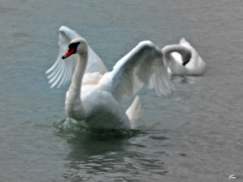 Nikon Balaton 065