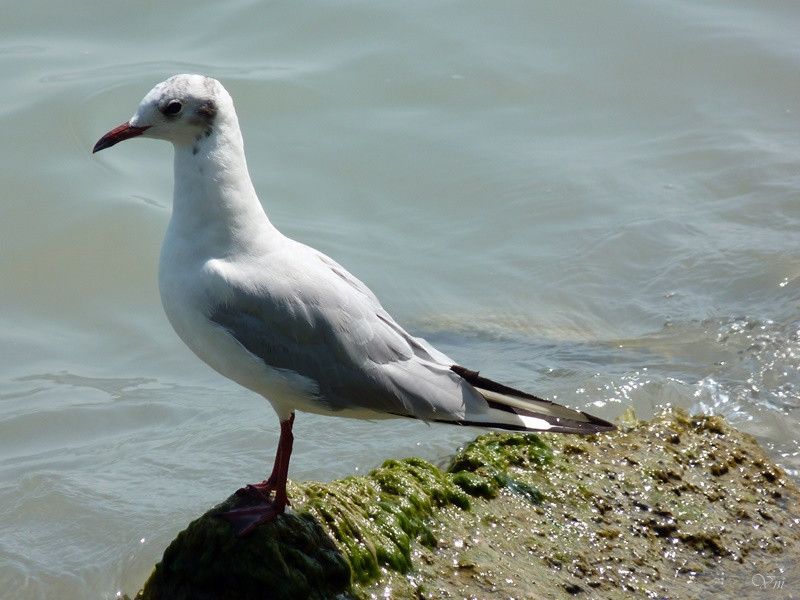 panasonic balaton 134