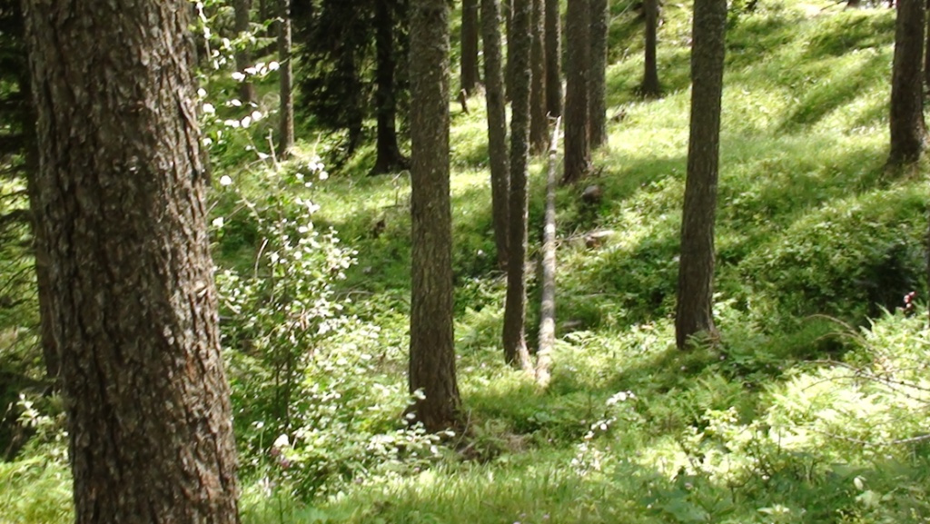 072 0036 Kranjska Gora