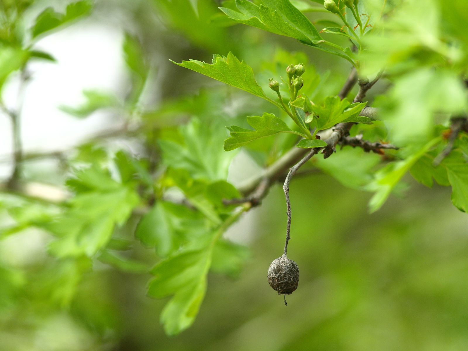 Egybibés galagonya (Crataegus monogyna)