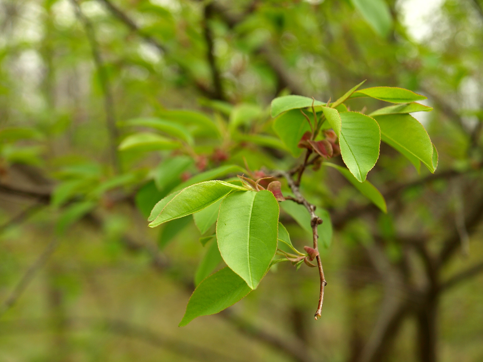 Kései meggy (Prunus serotinus) invazív faj