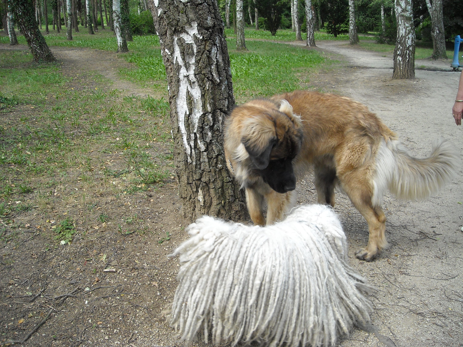 Casper és Benci 016