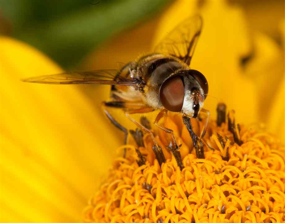 bee-collecting-pollen-10