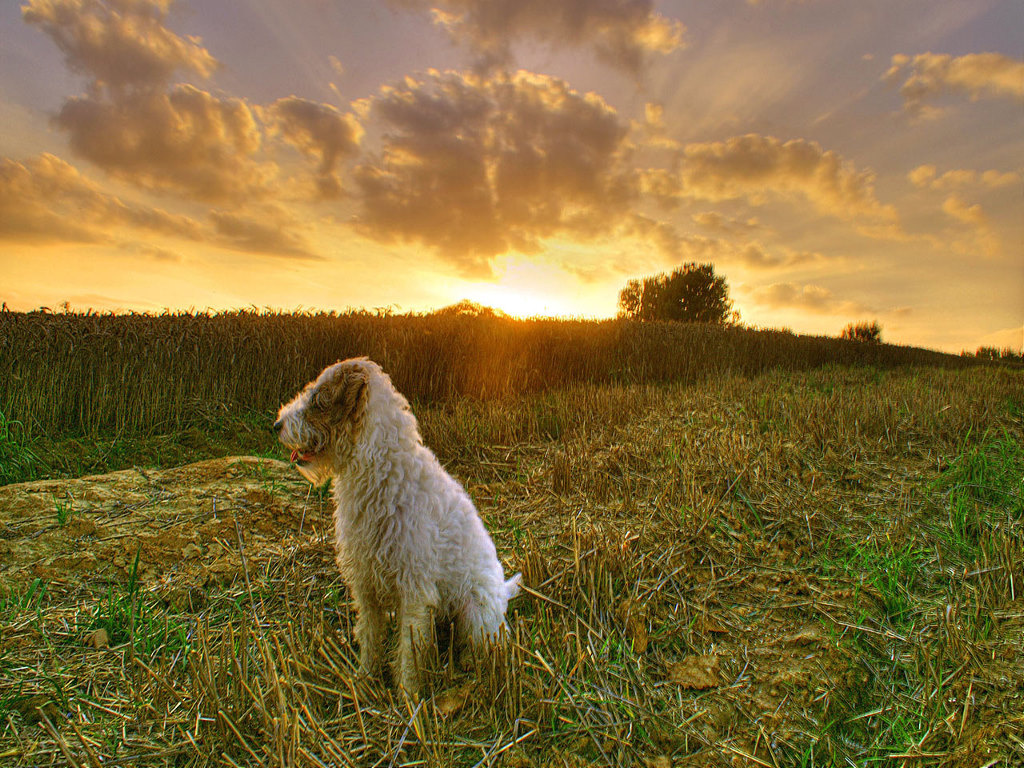 dog-farm