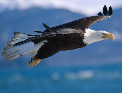 bald-eagle-flight