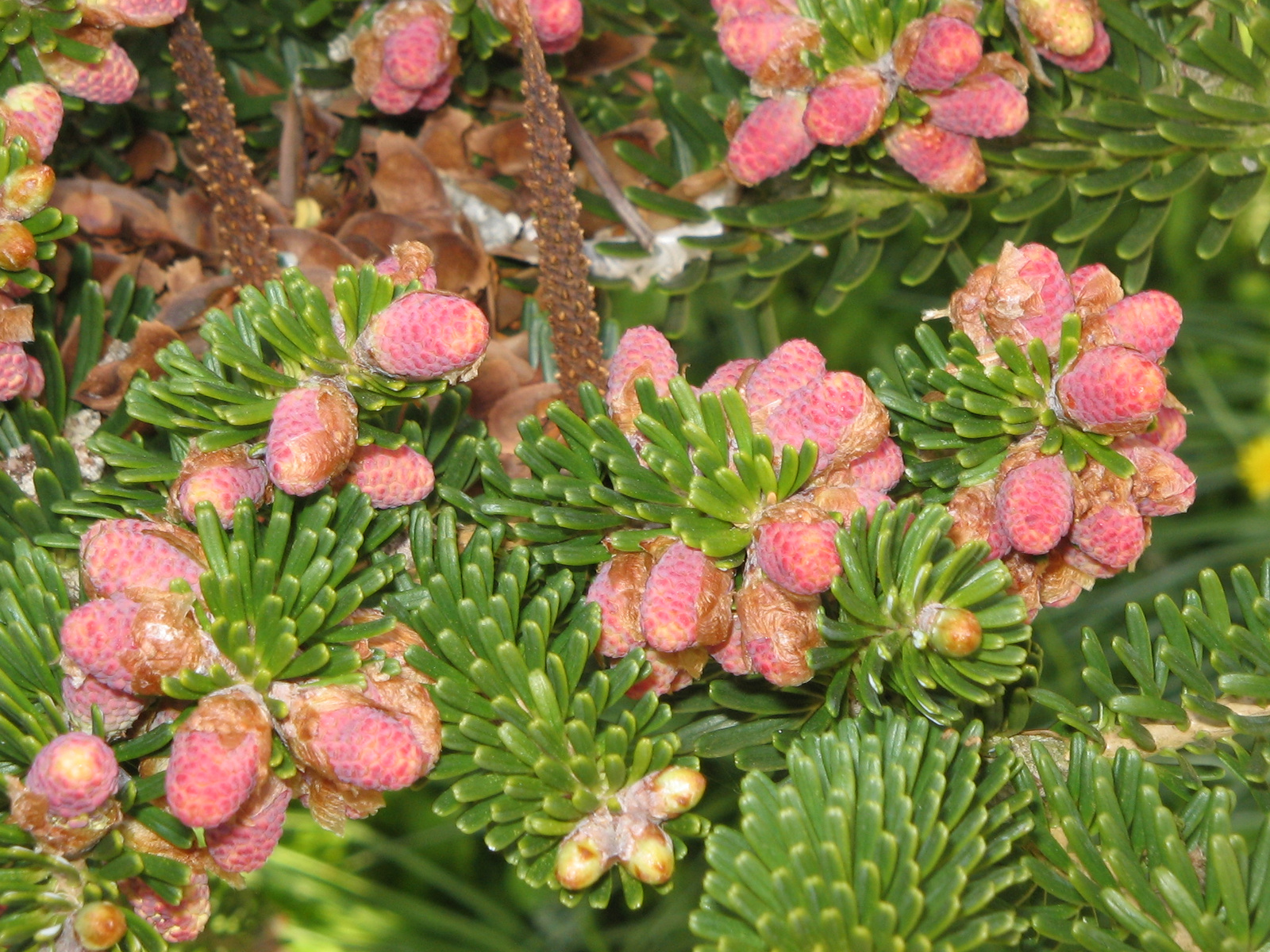 Abies koreana flowers2