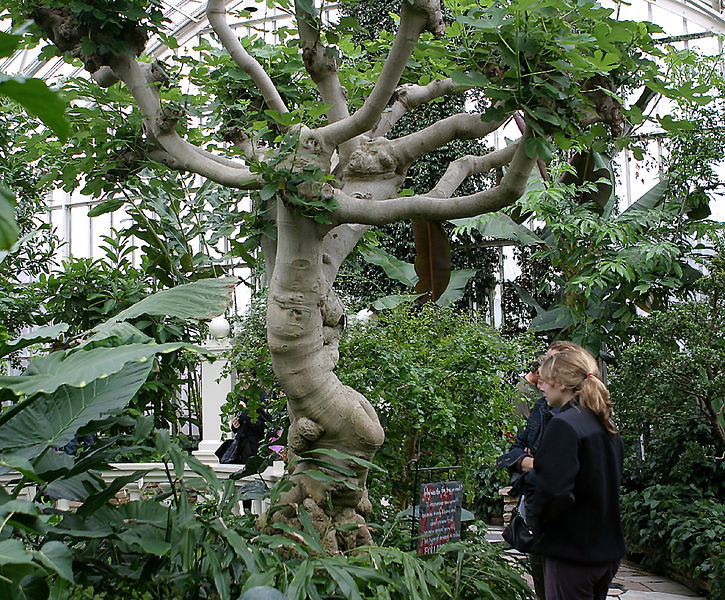 725px-Ficus carica tree