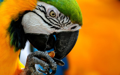 blue-and-yellow-macaw-5904-400x250