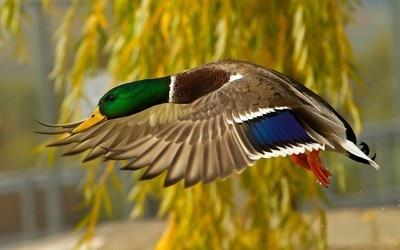 mallard-8732-400x250