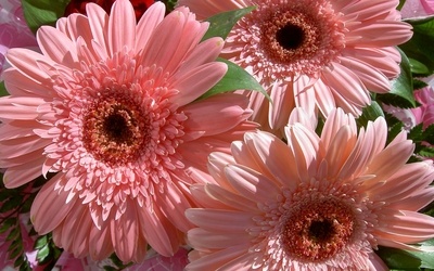 pink-gerberas-3177-400x250