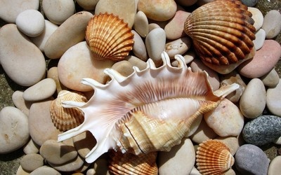 shells-and-stones-6898-400x250