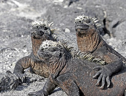 250MarineIguana2