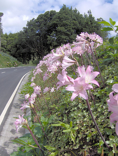 Amaryllis belladonna