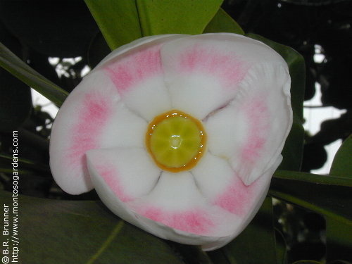 clusia rosea 2 small