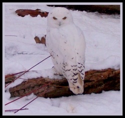 lens1797799 1231634633snowy owls