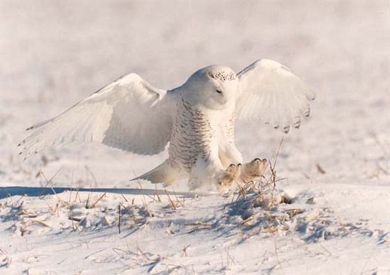 snowy-owl-winter