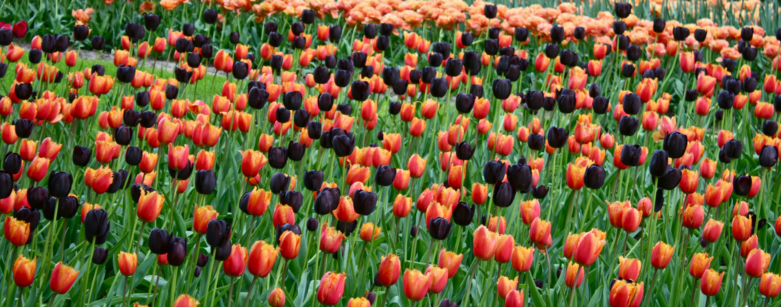 Keukenhof