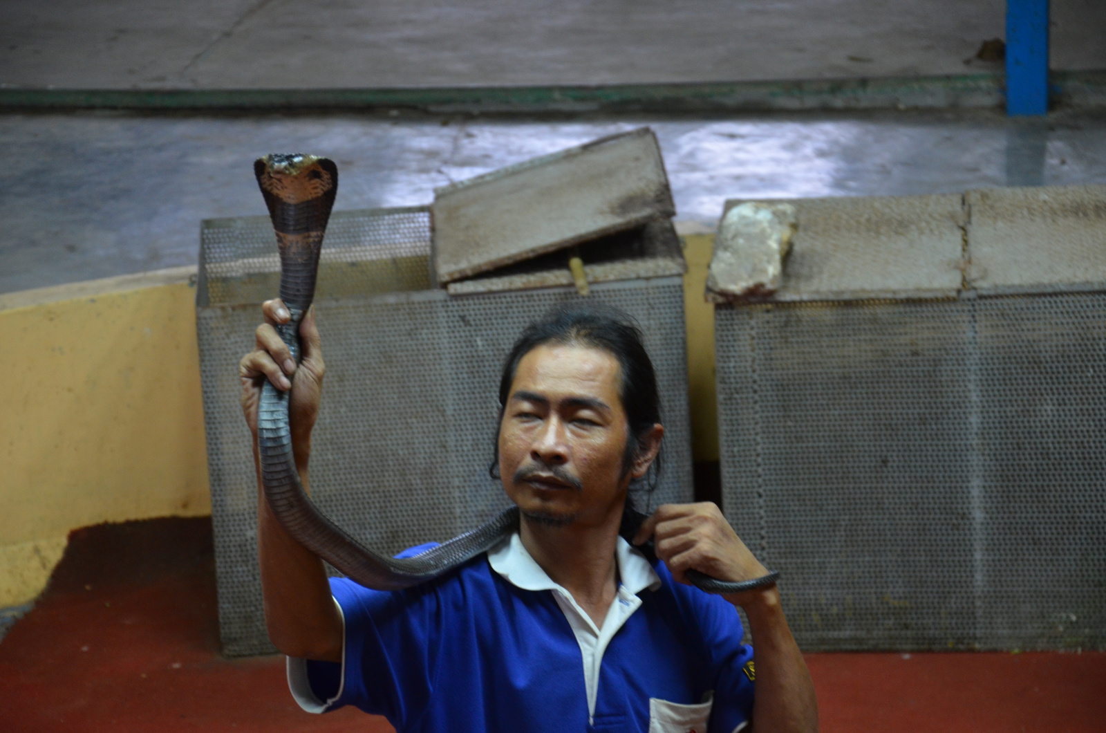 Cobra show Phuket (2)