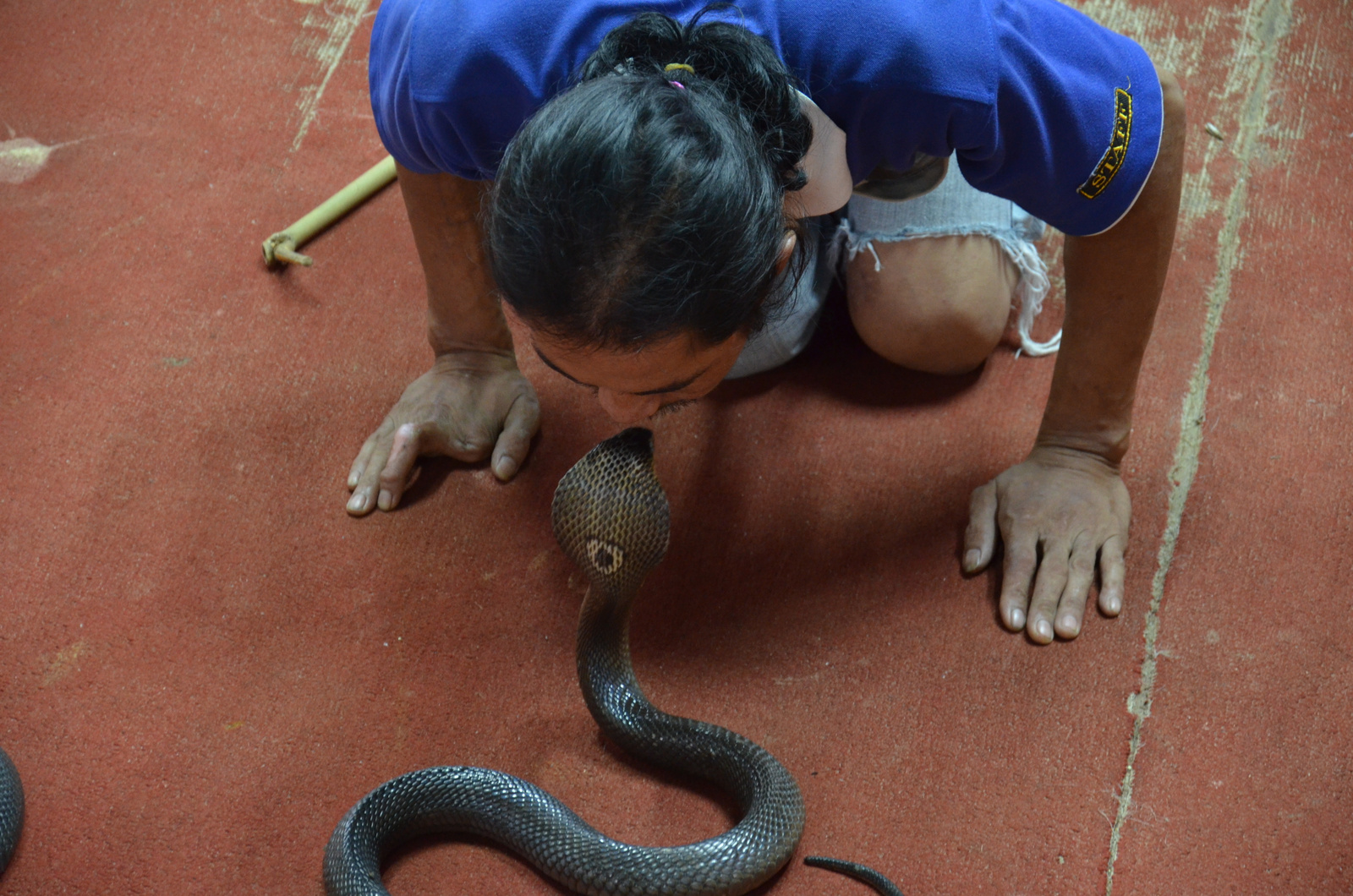 Cobra show Phuket (5)