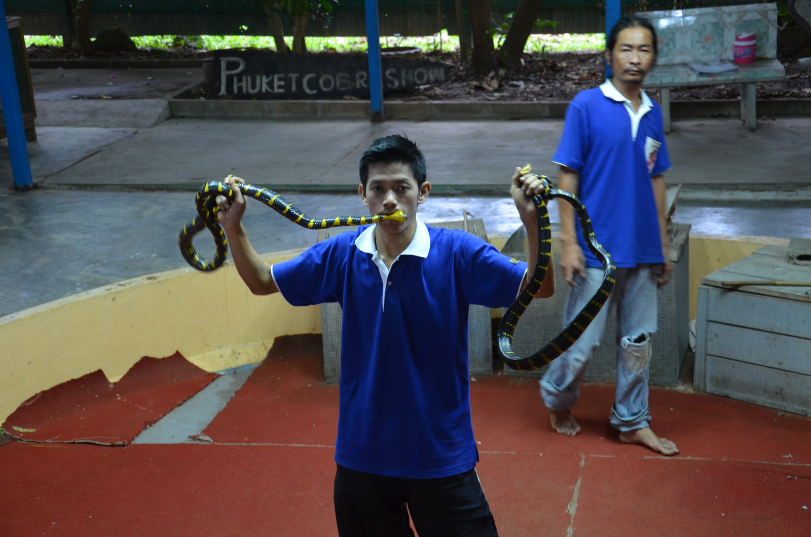 Cobra show Phuket (9)