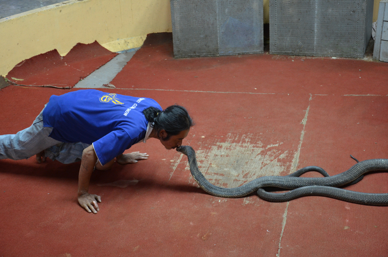 Cobra show Phuket (12)