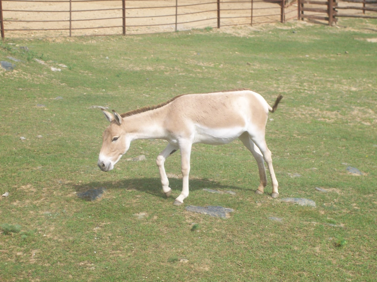 Kassai Állatkert 2007 nyár