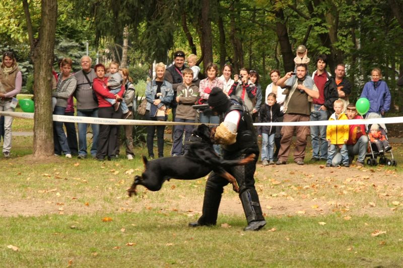 Vigasság kutyabemutató