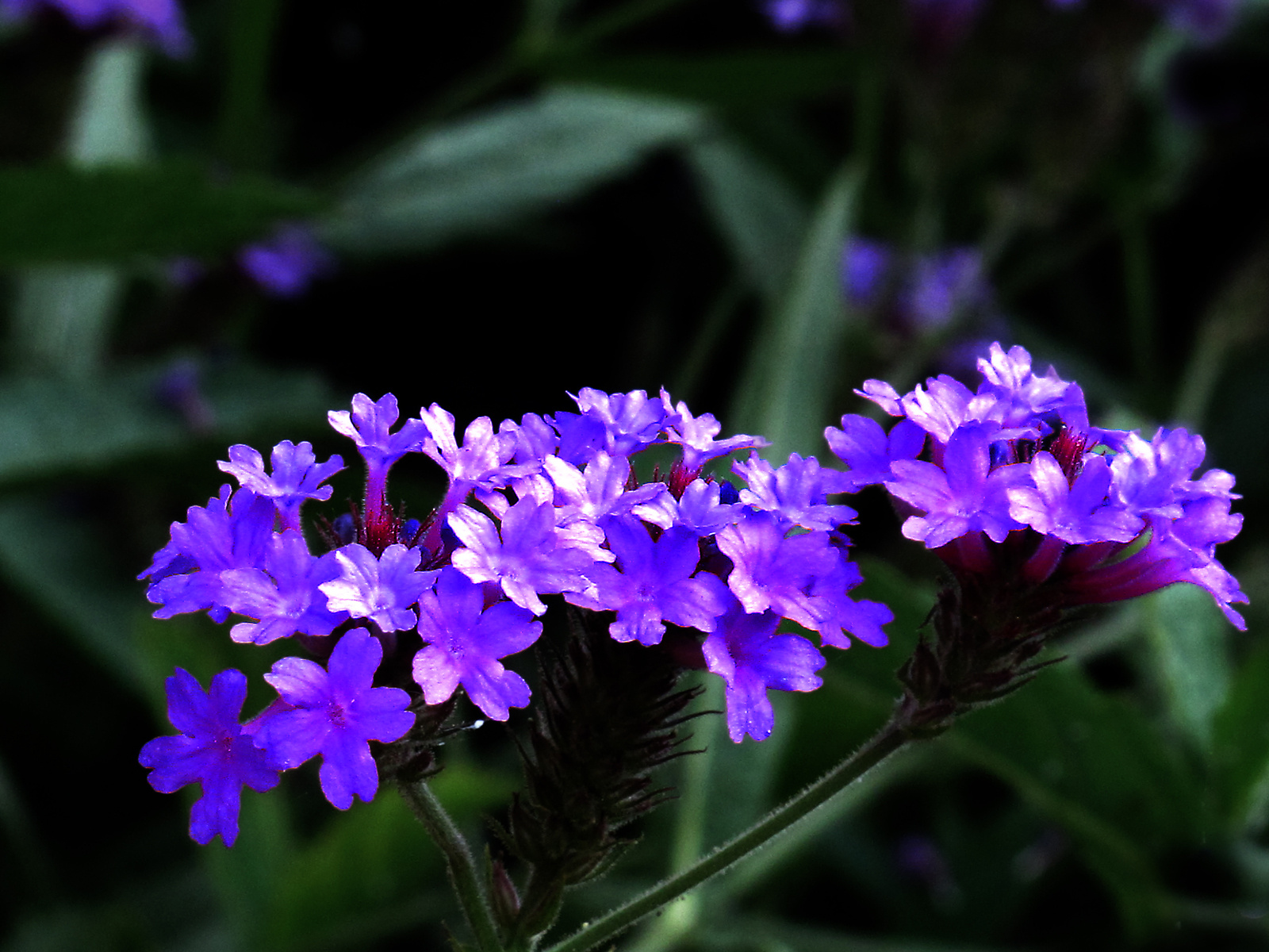 lila kisvirág
