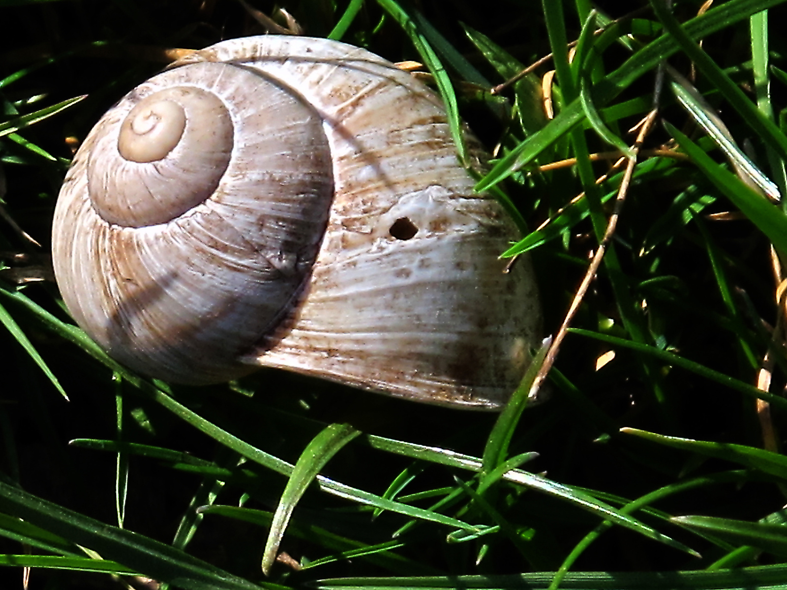 kiadó vagy eladó