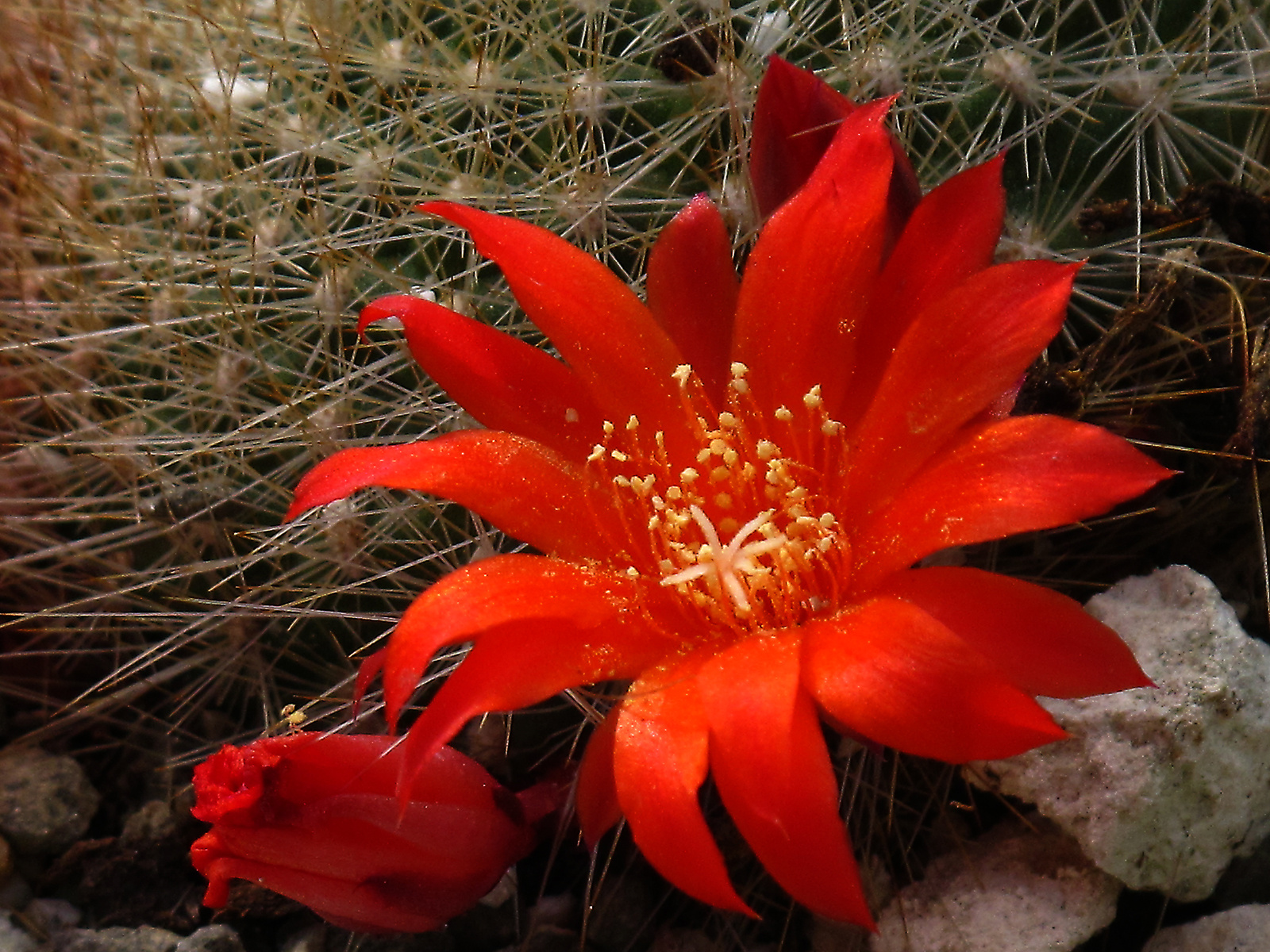 kaktuszvirág 2