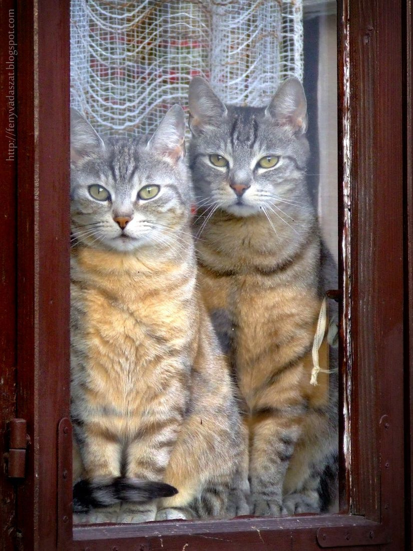 Ablakos cicák
