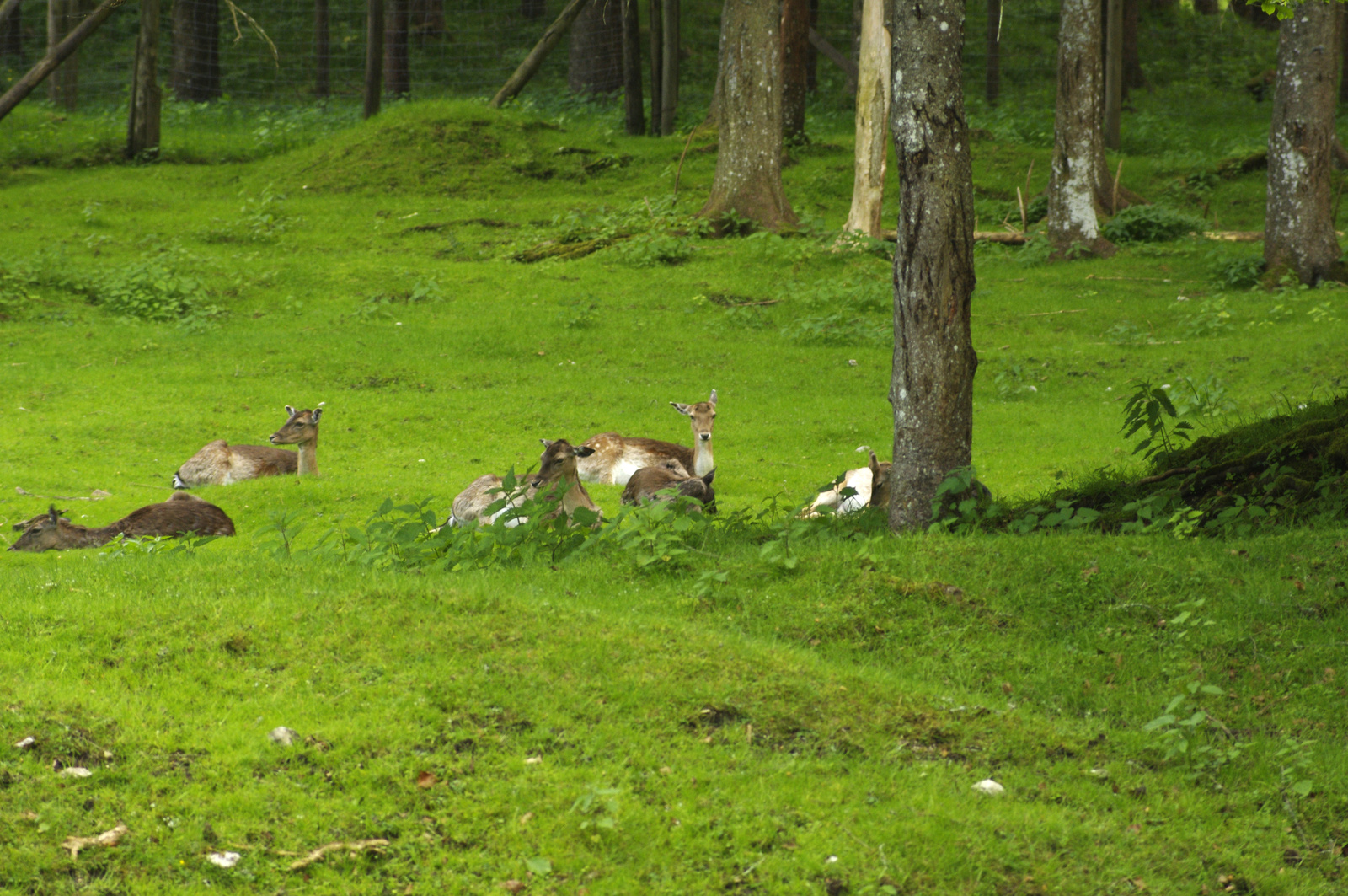 Cumberland Wild Park - Grünau